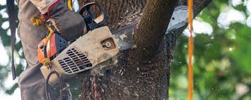 Best Hazardous Tree Removal  in Scotts Hill, TN