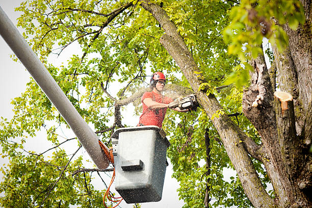 Best Hedge Trimming  in Scotts Hill, TN