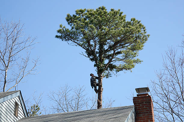 Best Tree Removal  in Scotts Hill, TN