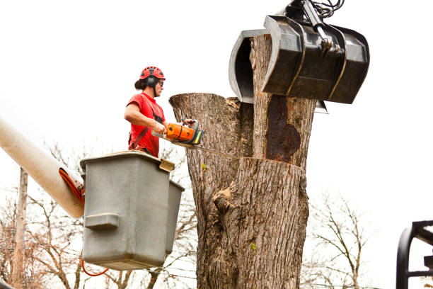 Best Utility Line Clearance  in Scotts Hill, TN