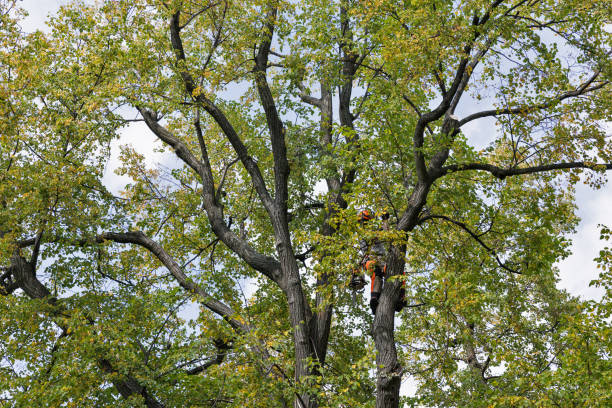 Best Emergency Tree Removal  in Scotts Hill, TN